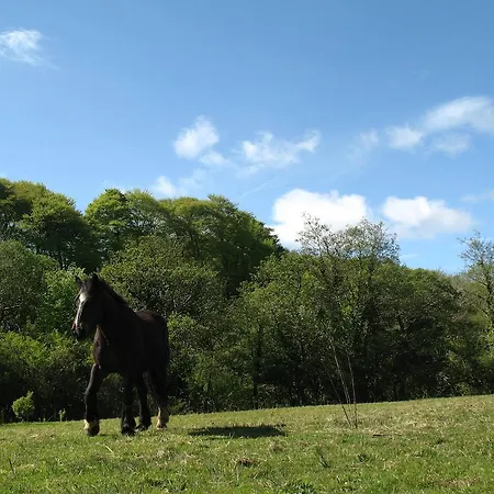 Glamping At The Grove, And Campismo de Luxo Killarney