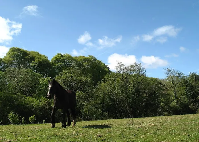 Glamping At The Grove, And Luxuszelt Killarney